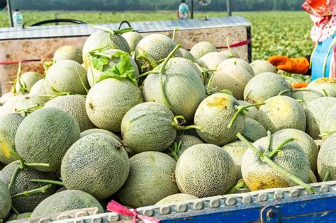 Cantaloupe Growing Stages With Pictures Plant Life Cycle Timeline