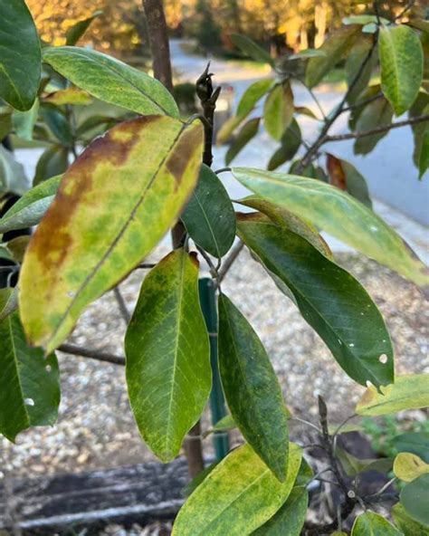 Why Is My Magnolia Tree Leaves Turning Yellow World Of Garden Plants