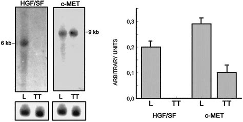 Expression Of Hgf Sf And C Met Mrnas In Prepuberal Rat Liver And