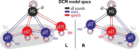 Dcm Model Space Model Space For The Dcm Analysis Including Three