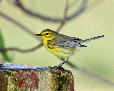 Prairie Warbler Birdspix