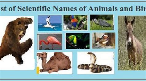 Binomial Nomenclature Examples Of Animals