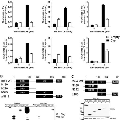 PDF IRF5 RelA Interaction Targets Inflammatory Genes In Macrophages