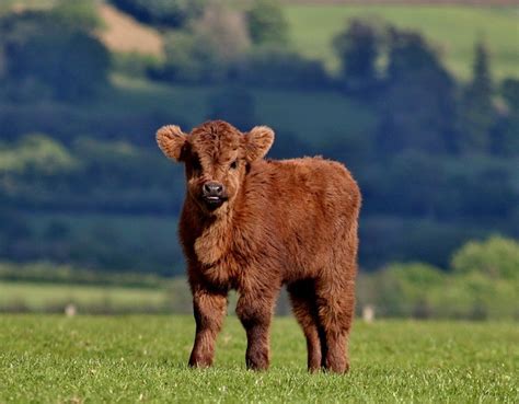 Why miniature fluffy cows make the best pet – Knight Krier