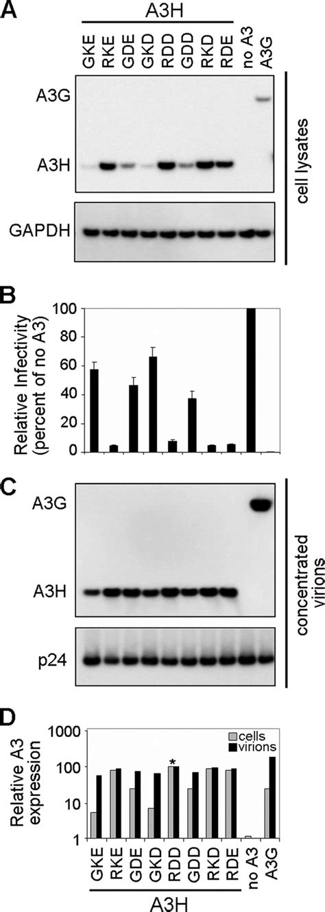 Expression Antiviral Activity And Virion Incorporation Of A3H