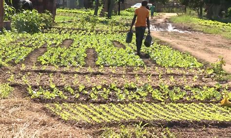 Agricultores Clamam Por Apoio T Cnico E Insumos Para Melhorar A