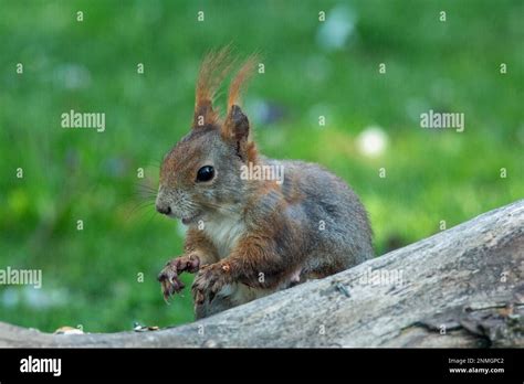 Das Eichhörnchen sitzt hinter dem Baumstamm und sieht nach links