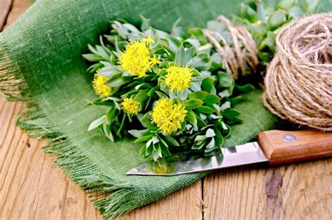 Rhodiola Rosea Benefits Side Effects And Dosage