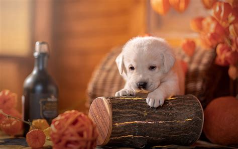 Cute Halloween Dogs Wallpapers - Wallpaper Cave