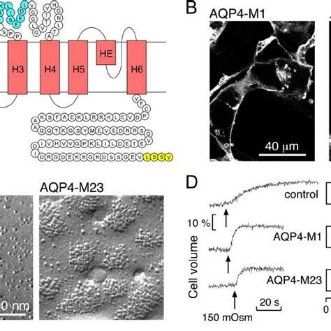 Characterization Of Cells Expressing C Myc Tagged AQP4 A AQP4