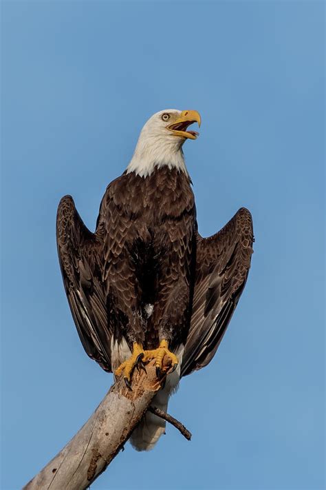 Bald Eagle Wings Spread Photograph by Bradford Martin - Fine Art America