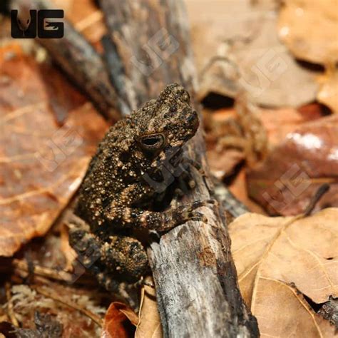 Reed Frogs For Sale Underground Reptiles