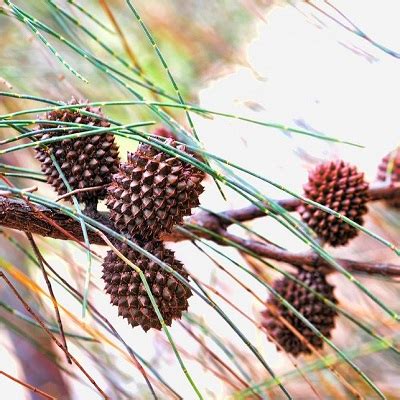 She Oak Tree Seeds (Casuarina Equsetifolia) – Moolihai USA