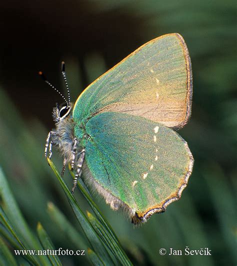 Callophrys Rubi Pictures Green Hairstreak Images Nature Wildlife