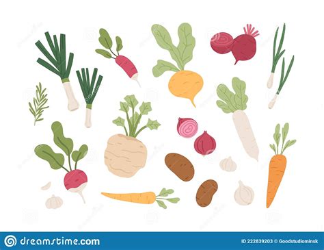 Fresh Organic Root Vegetables Set Of Healthy Farm Food Stock Vector Illustration Of Flat