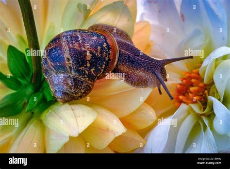 Common Garden Snail Stock Photo - Alamy