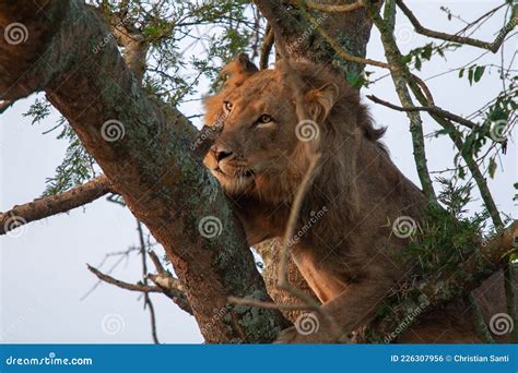 The Famous Lions Climbing Trees In Queen Elizabeth National Park In