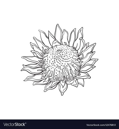 Single purple colored king protea sketch Vector Image