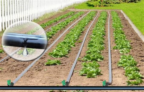 Kapitän Sicher Sonnenblume كيفية تنظيف خراطيم الري بالتنقيط Anpassen