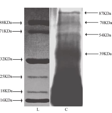 Sds Page Analysis Of L Protein Ladder And C Total Intracellular