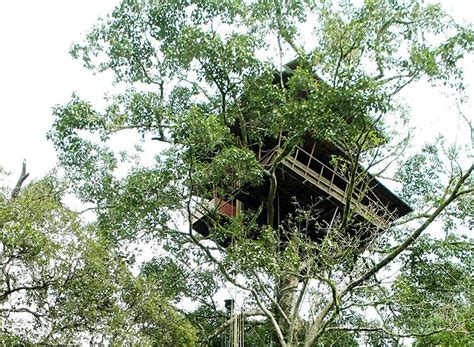 Best Tree House Resorts In India Tree House Stay In India