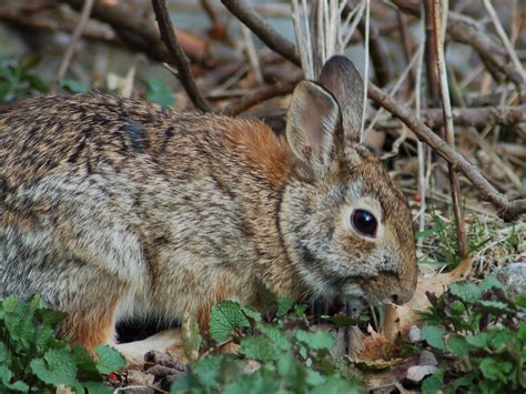 The Online Zoo - Eastern Cottontail