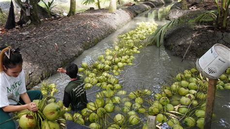 Coconut Harvesting Process From Farm To The Factory Coconut Cutting