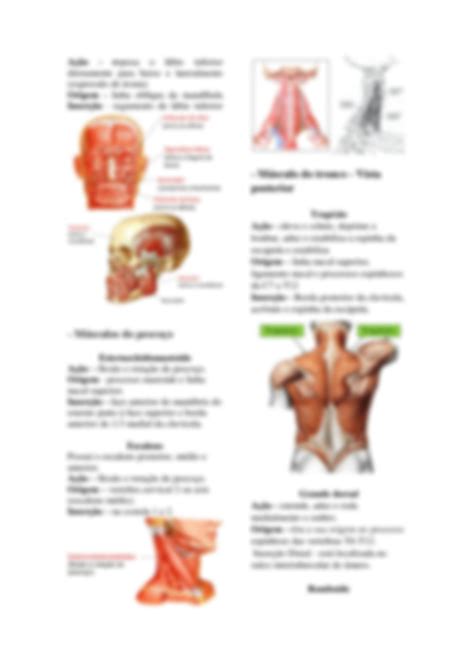 Solution Anatomia Humana Sistema Muscular Studypool