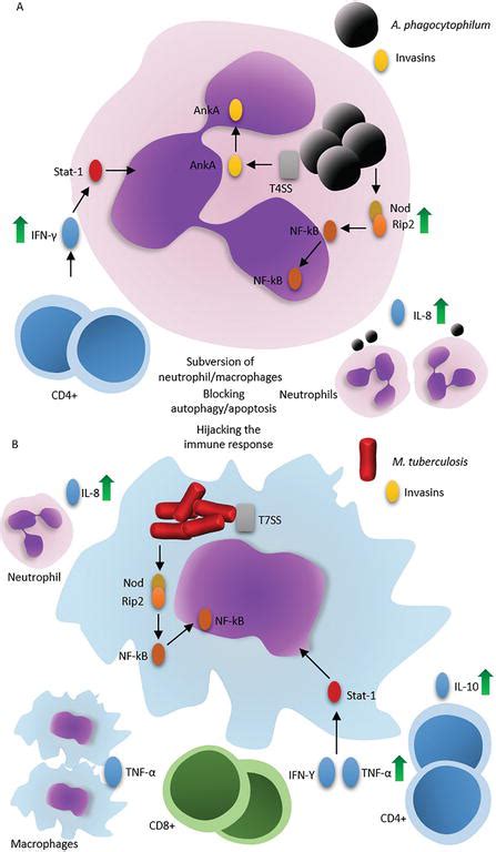 Common Strategies Different Mechanisms To Infect The Host Anaplasma