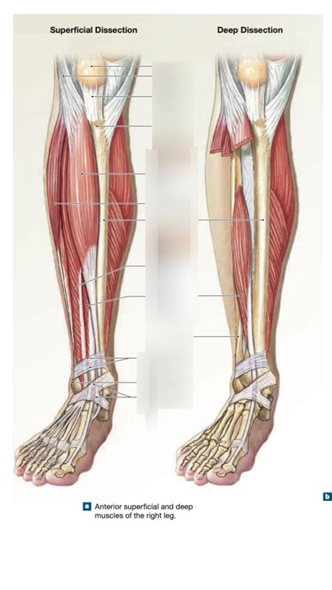 Anterior Lower Limb Diagram Quizlet