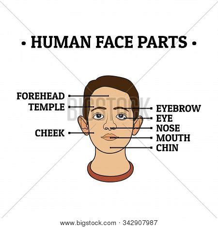 Temple Body Part Images, Illustrations & Vectors (Free) - Bigstock