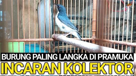 CUMA SI MAS YANG PUNYA BURUNG PALING LANGKA INCARAN KICAU MANIA DAN