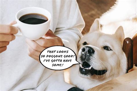 Is Coffee Bad for Dogs? Be Prepared!