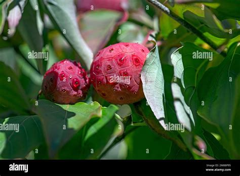 Fruits Of The Japanese Kousa Dogwood Cornus Kousa Bavaria Germany