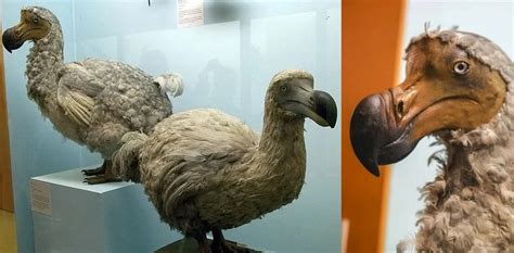 El Dodo podría volver a caminar entre nosotros | Tecnopia