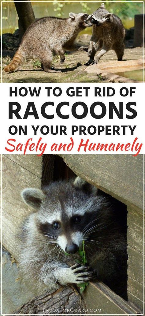 How To Get Rid Of Raccoons On Deck How To Keep Raccoons Off Your Roof