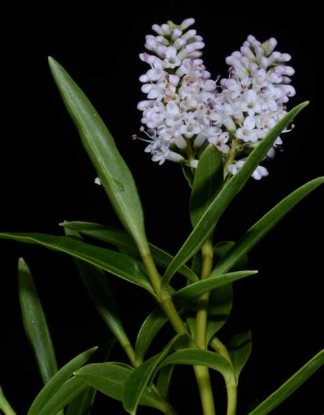 Flora Of New Zealand Taxon Profile Veronica Stenophylla Var