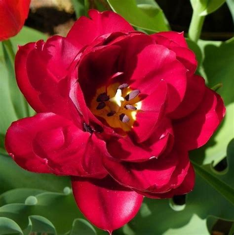 Тюльпан Анкл Том Фото — Фото Картинки