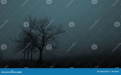 Mysterious Creepy Foggy Landscape With Solitary Broad Leaf Trees At