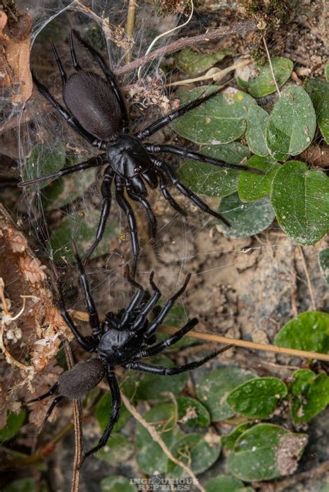 Macrothele In December By Artur Tomaszek Inaturalist