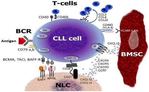 Chronic Lymphocytic Leukemia Cll Cell And Interaction With Download Scientific Diagram