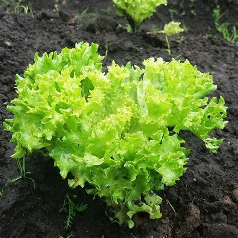 LECHUGA FRANCESA MI HUERTA PROPLANTA