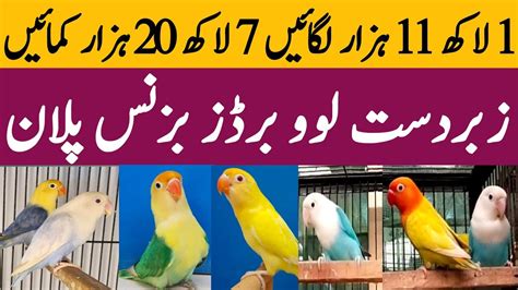 Visit AA Love Birds Breeding Setup 1 Lakh 11 Hazar Lagayen 7 Lakh 20