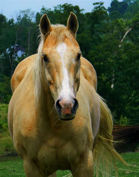 Palomino Horses Wallpaper