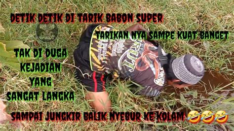 Detik Detik Di Tariknya Babon Super Tarikan Nya Sangat Kuat Sampai