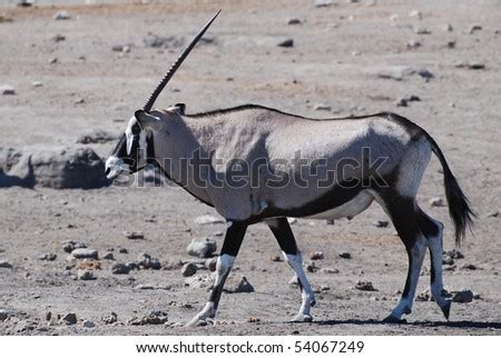 Oryx Antelope Stock Photo 54067249 : Shutterstock