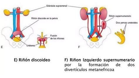 Embriología desarrollo del sistema urogenital PPT