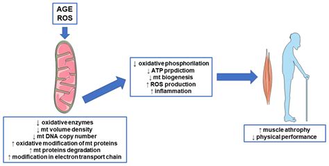 Biomedicines Free Full Text Sarcopenia In Chronic Kidney Disease