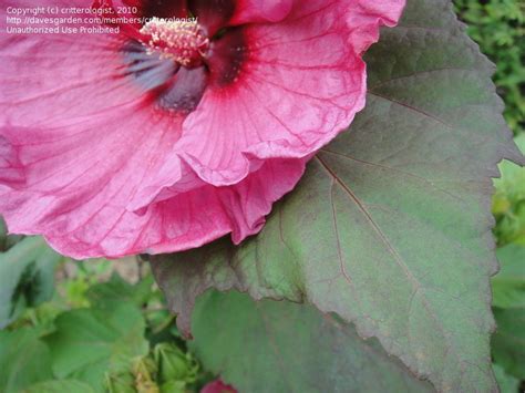 PlantFiles Pictures Hardy Hibiscus Rose Mallow Swamp Mallow Plum