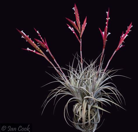 Bromeliads In Australia Tillandsia Lorentziana